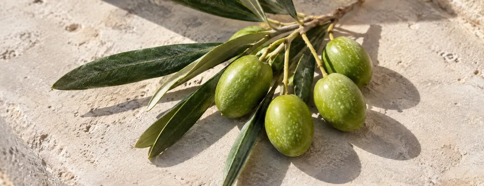 A Koroneiki twig with green, unripe olives on stone.